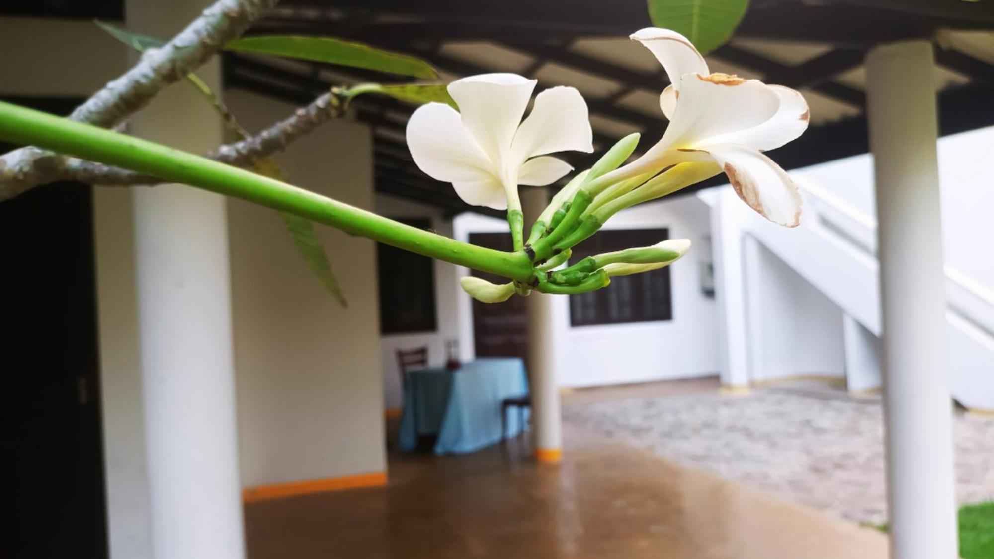 Greenery Lanka Villa Unawatuna Eksteriør bilde